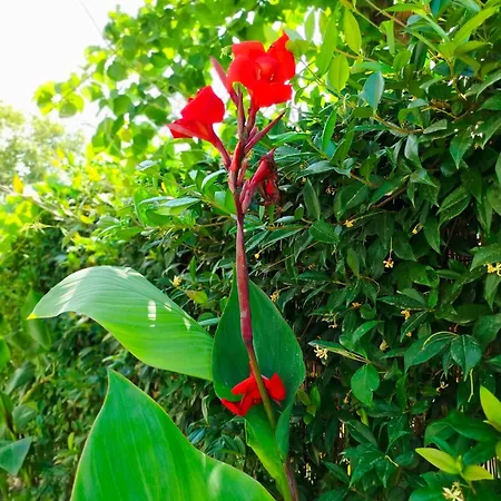 فندق Theano Luxury *